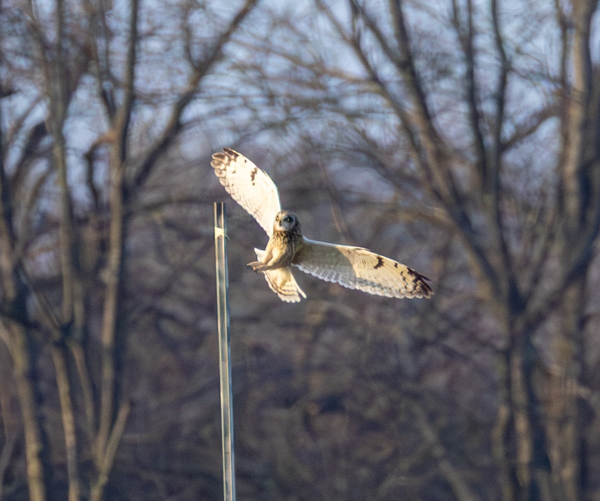 Short-eared Owl - ML647669690