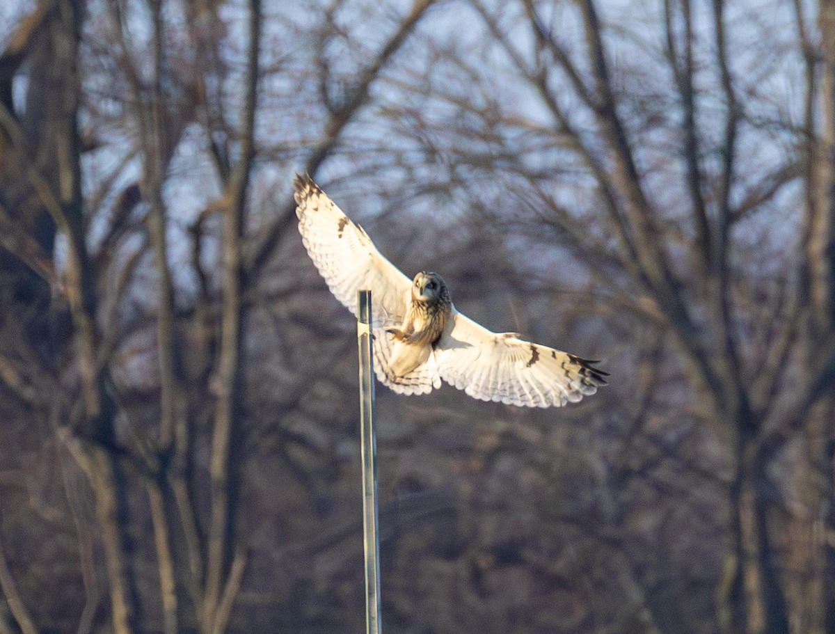 Short-eared Owl - ML647669691