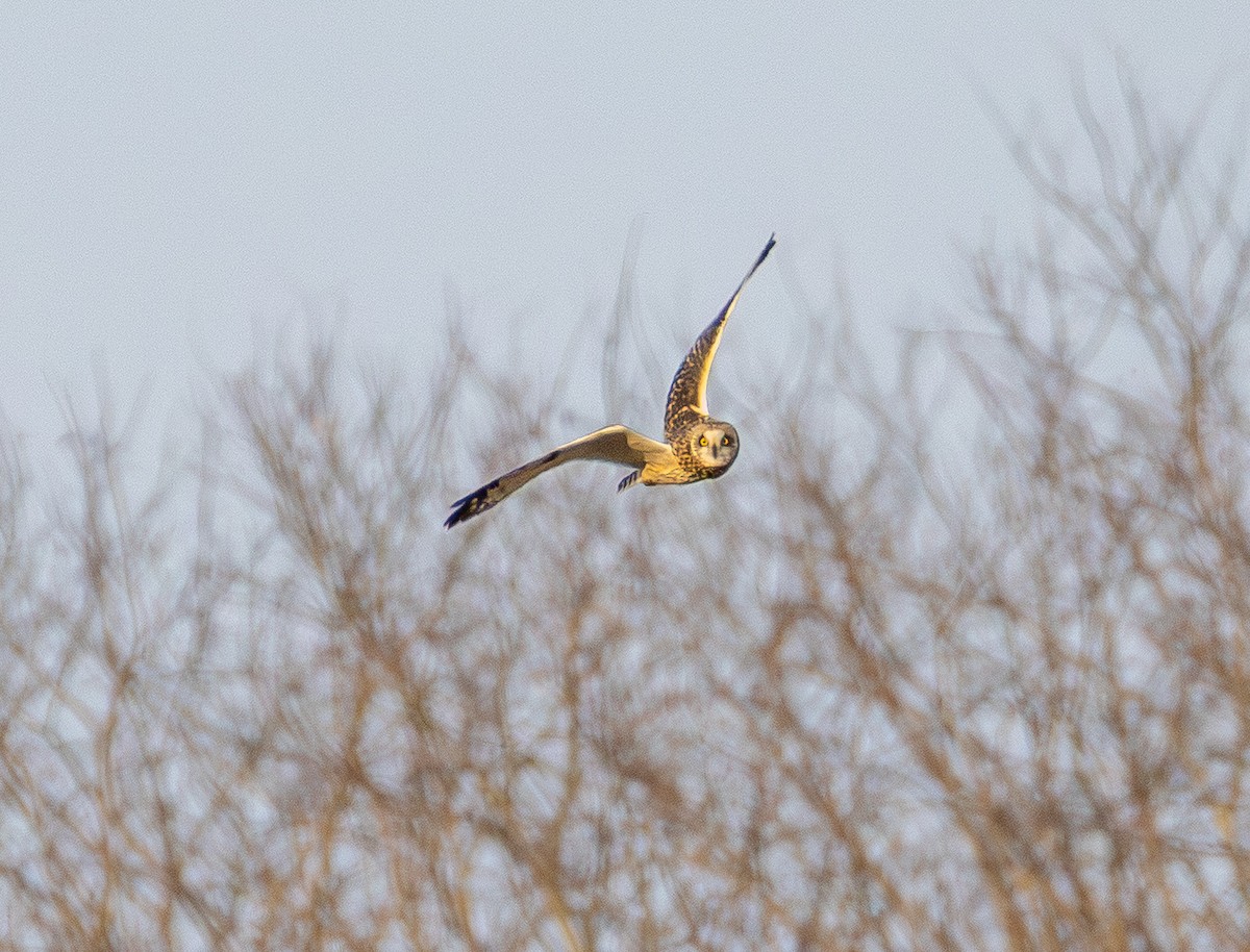 Short-eared Owl - ML647669692