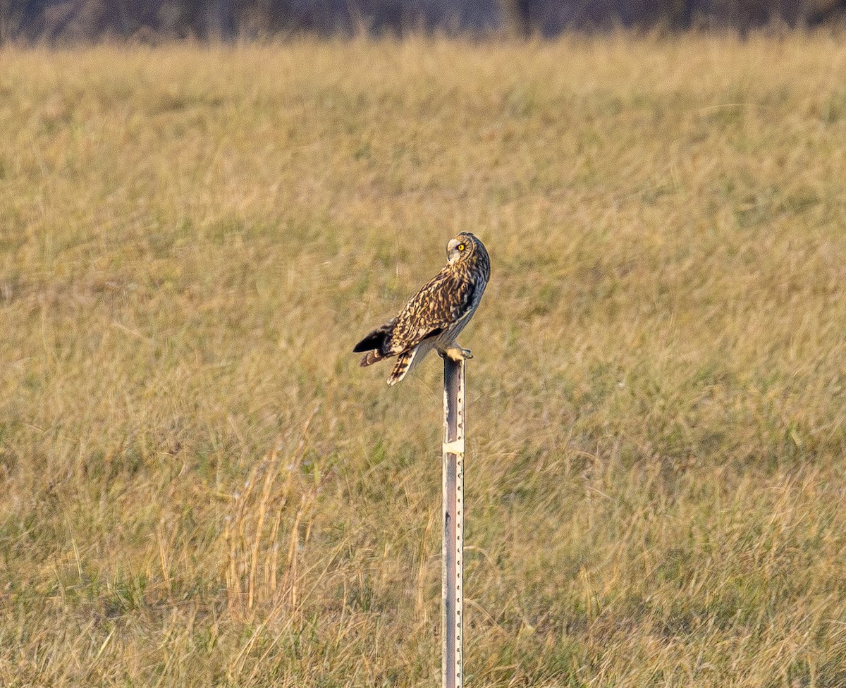 Short-eared Owl - ML647669693