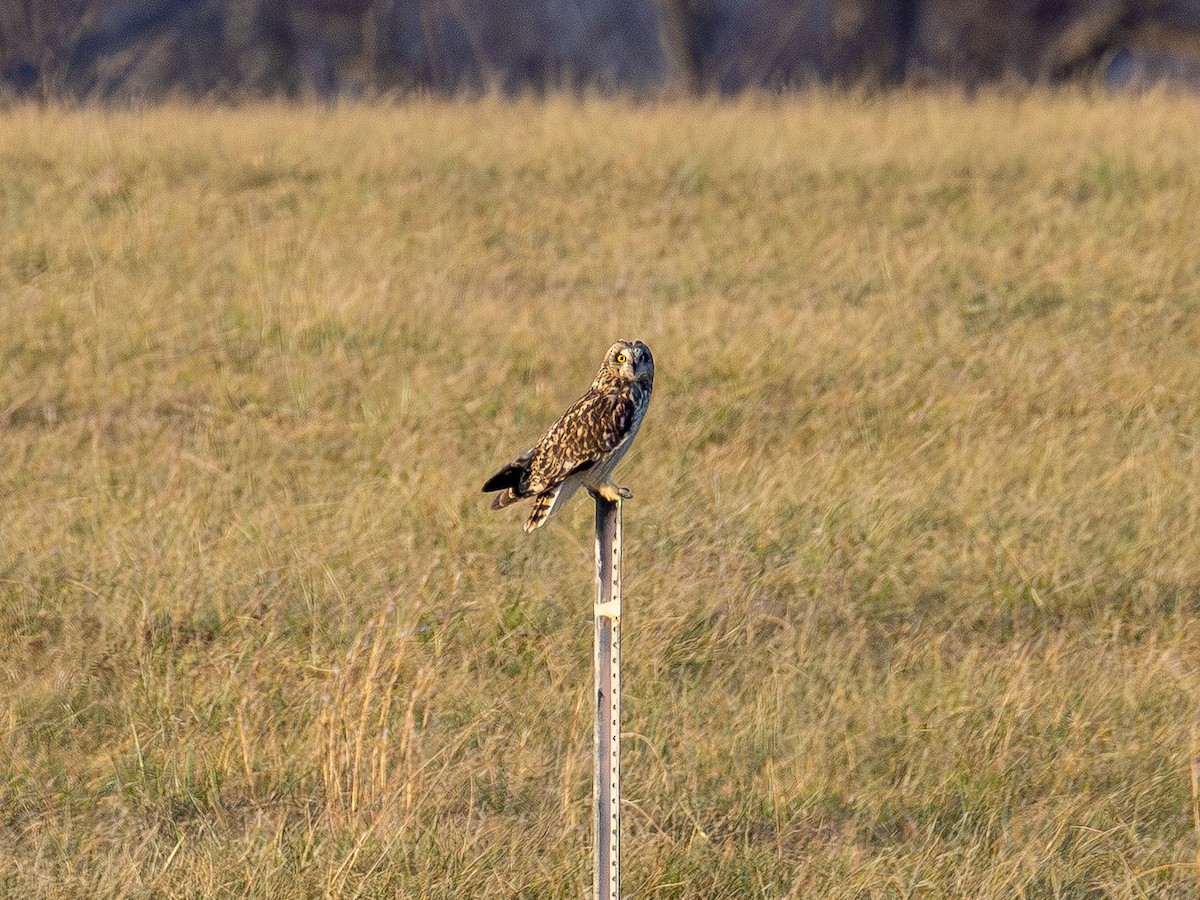 Short-eared Owl - ML647669694