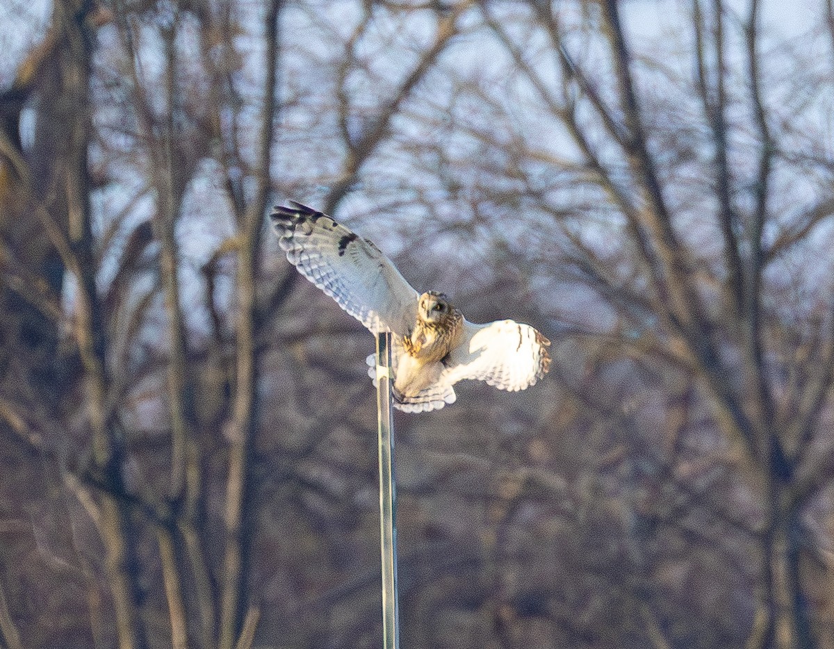 Short-eared Owl - ML647669695
