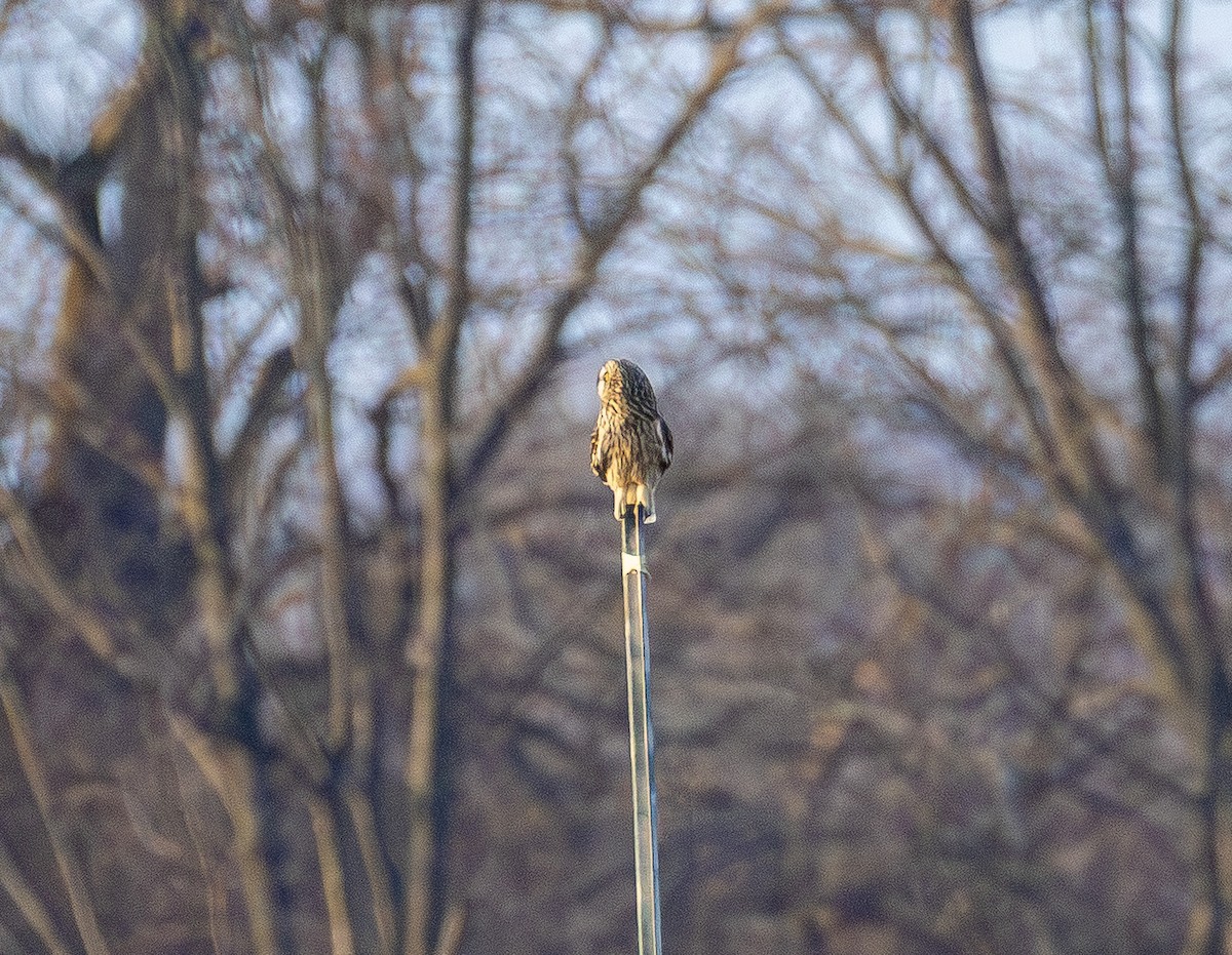 Short-eared Owl - ML647669696