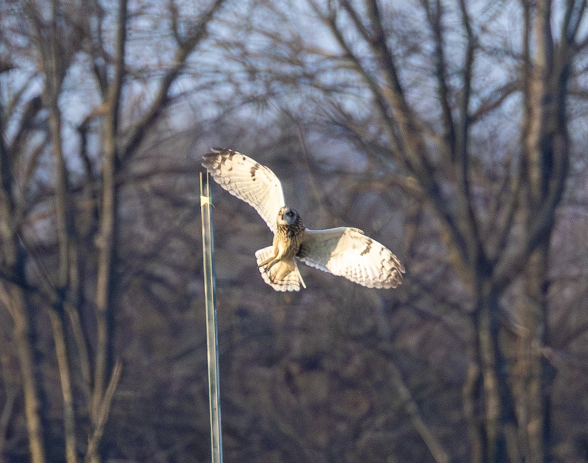 Short-eared Owl - ML647669697