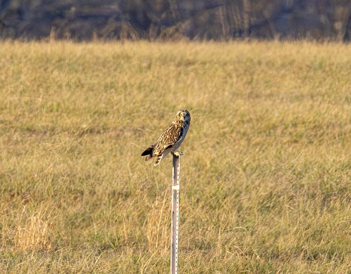 Short-eared Owl - ML647669698