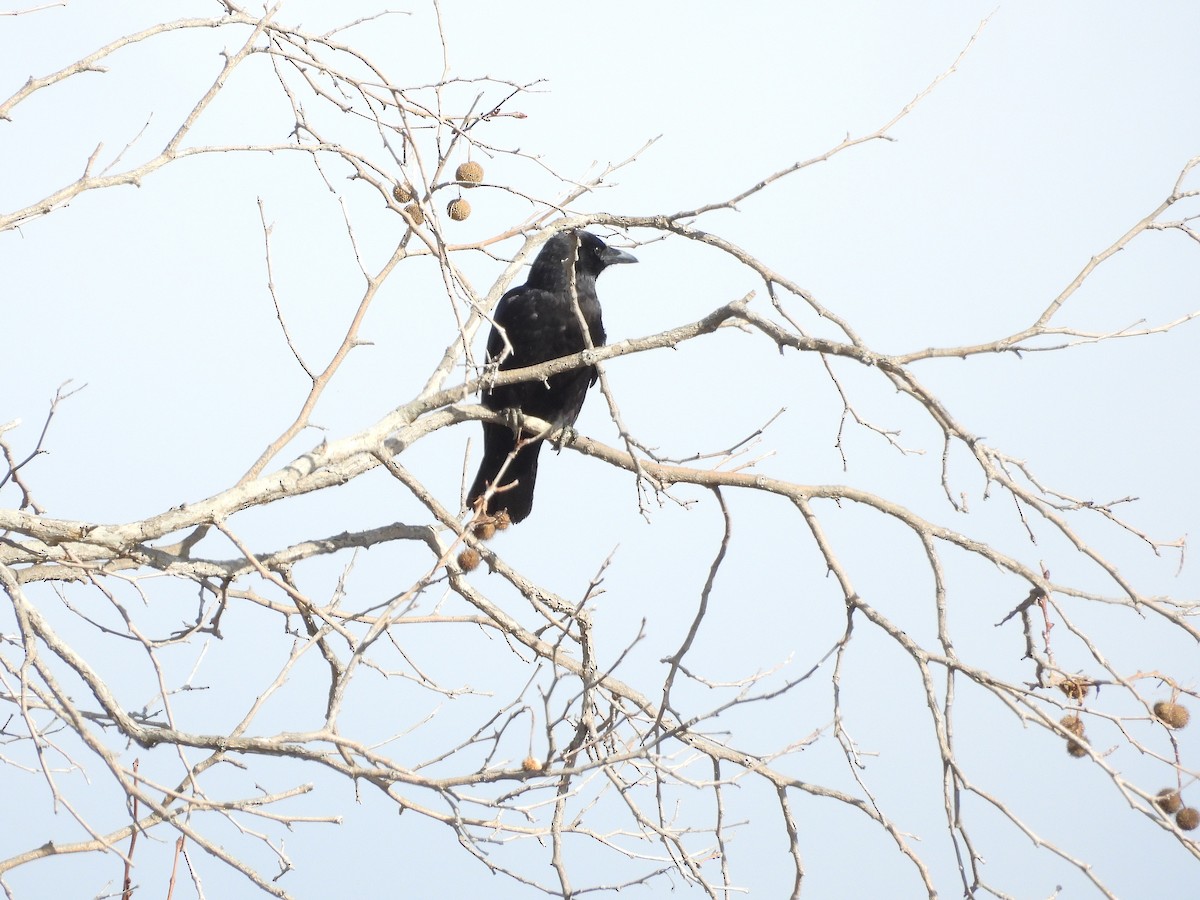 American Crow - ML647669708