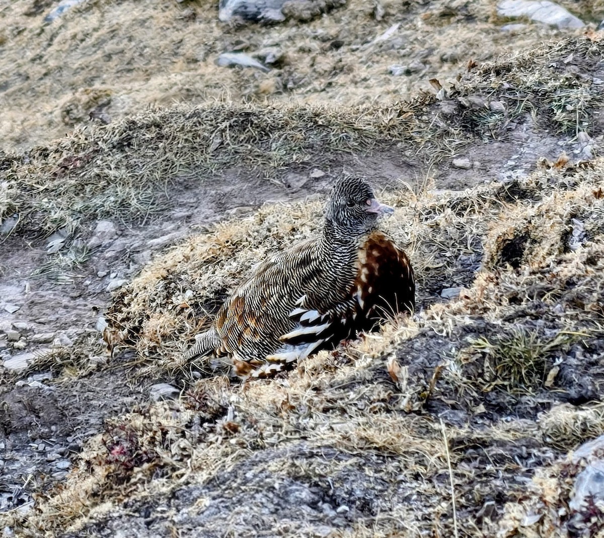 Lerva des neiges - ML647669743