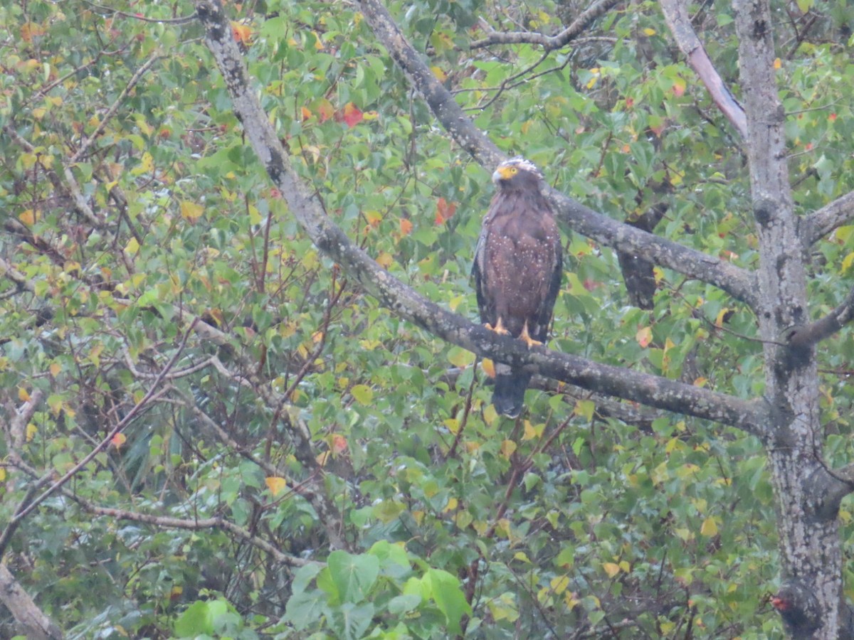 Хохлатый змееяд - ML647669751