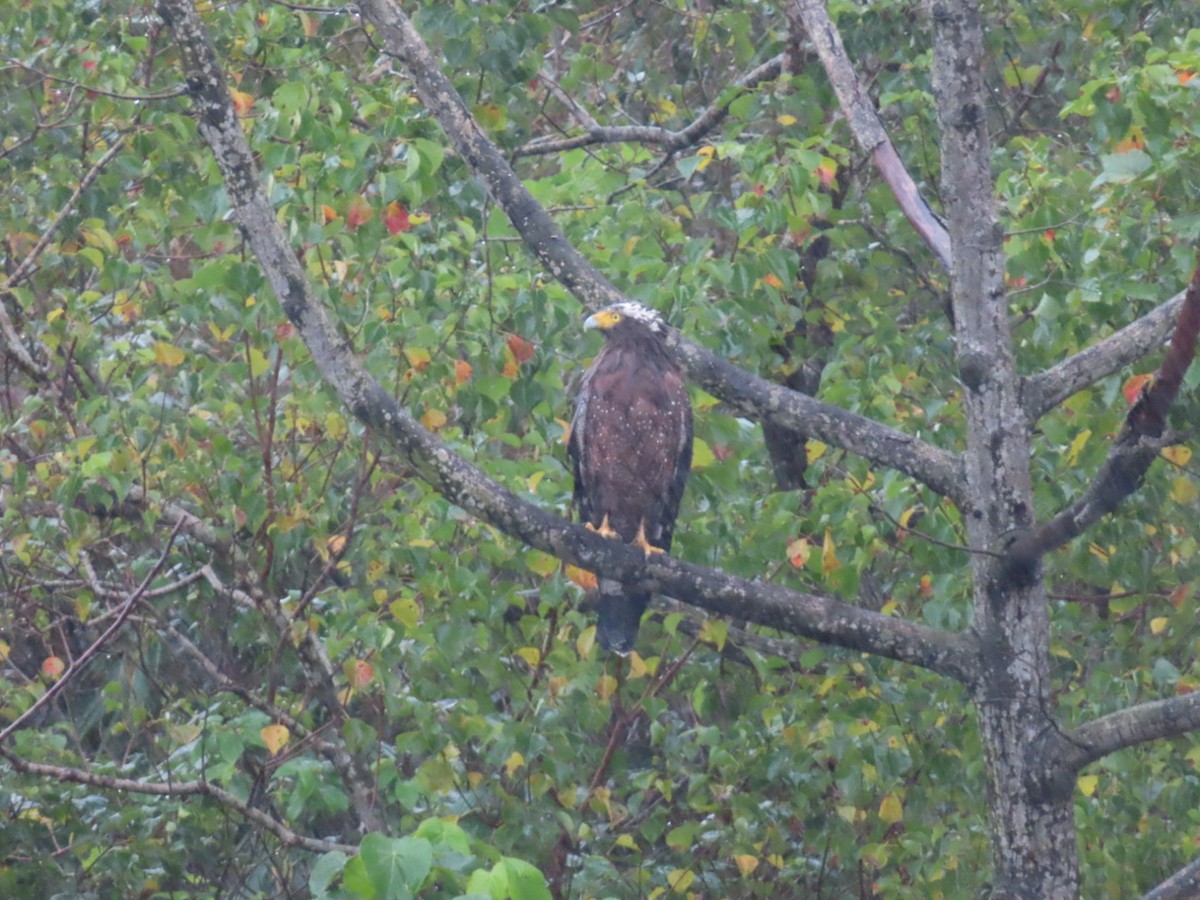 Хохлатый змееяд - ML647669752