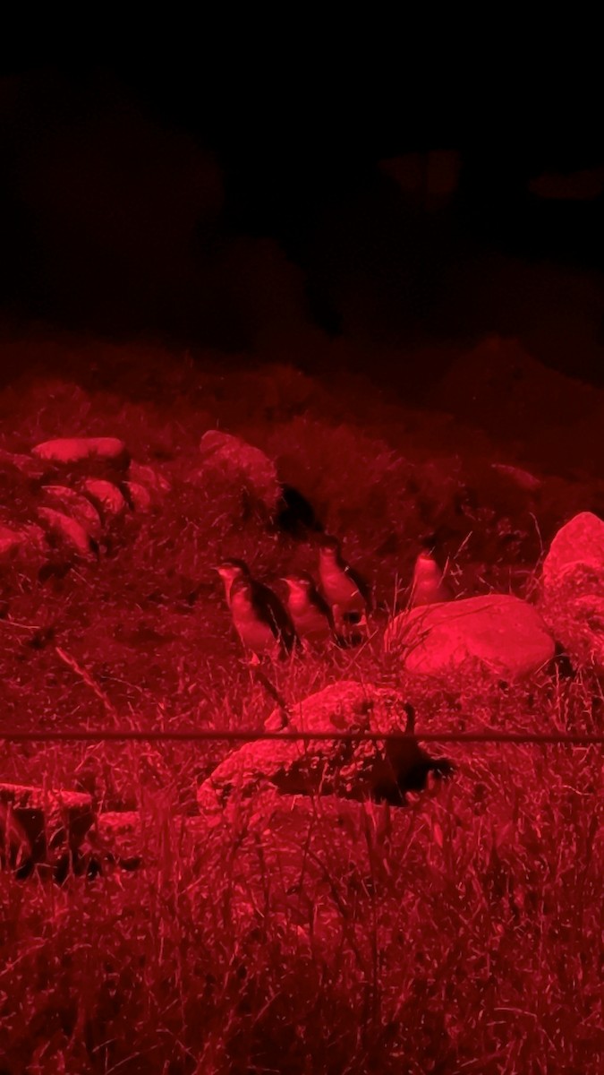 Little Penguin - ML647669825