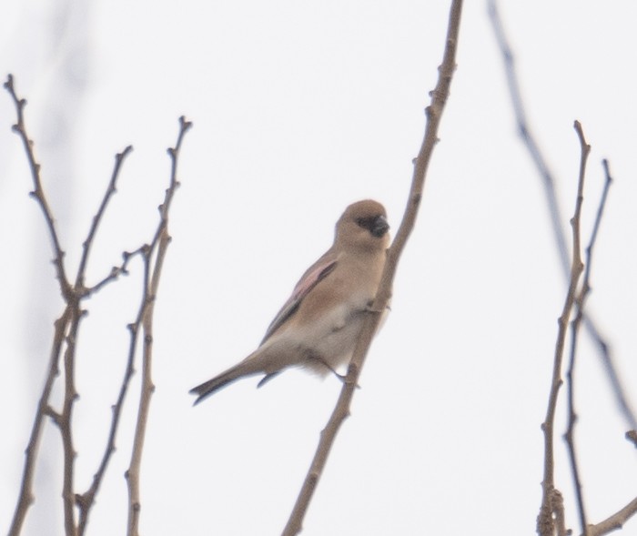 Буланый вьюрок - ML647669852