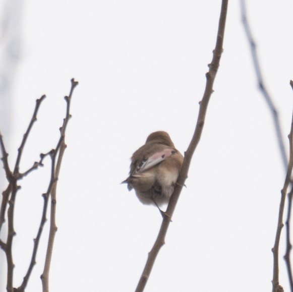 Буланый вьюрок - ML647669853