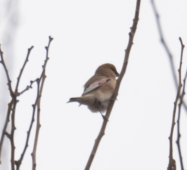 Буланый вьюрок - ML647669854