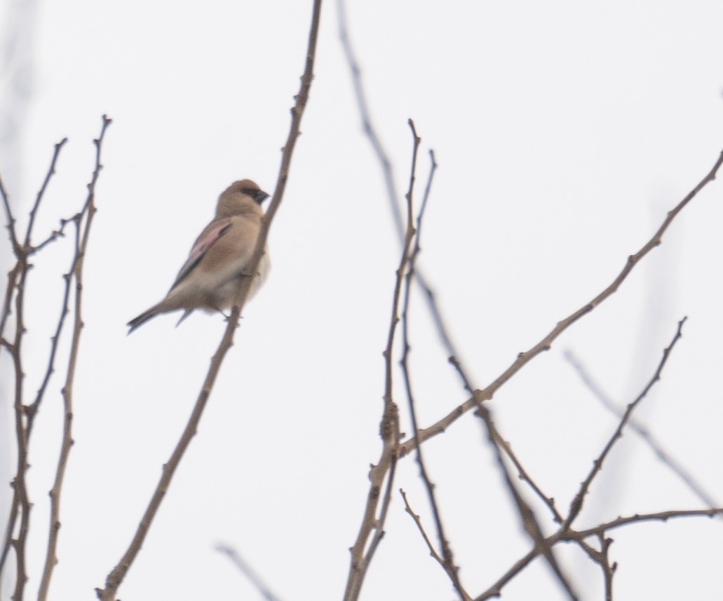 Буланый вьюрок - ML647669856