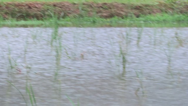 břehule indomalajská - ML647669860