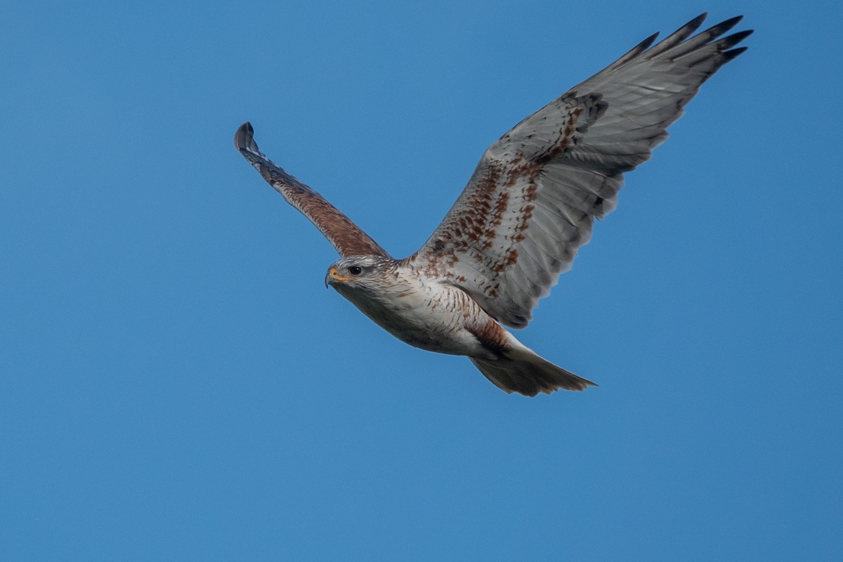 Ferruginous Hawk - ML647669872
