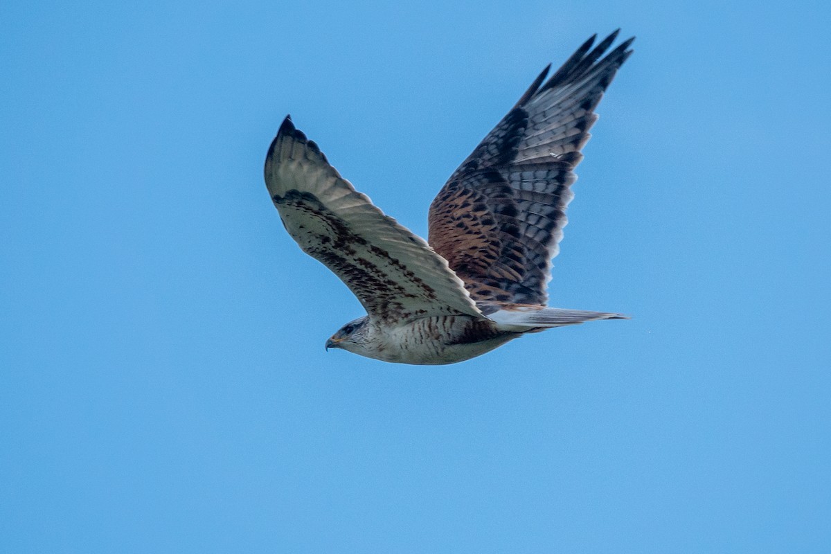Ferruginous Hawk - ML647669873