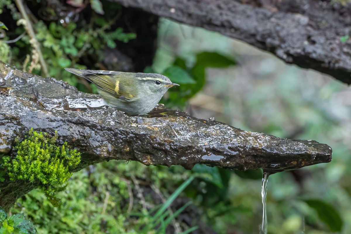Goldbinden-Laubsänger - ML647669924