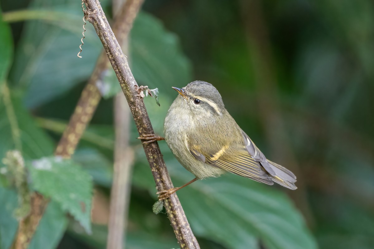 Goldbinden-Laubsänger - ML647669925