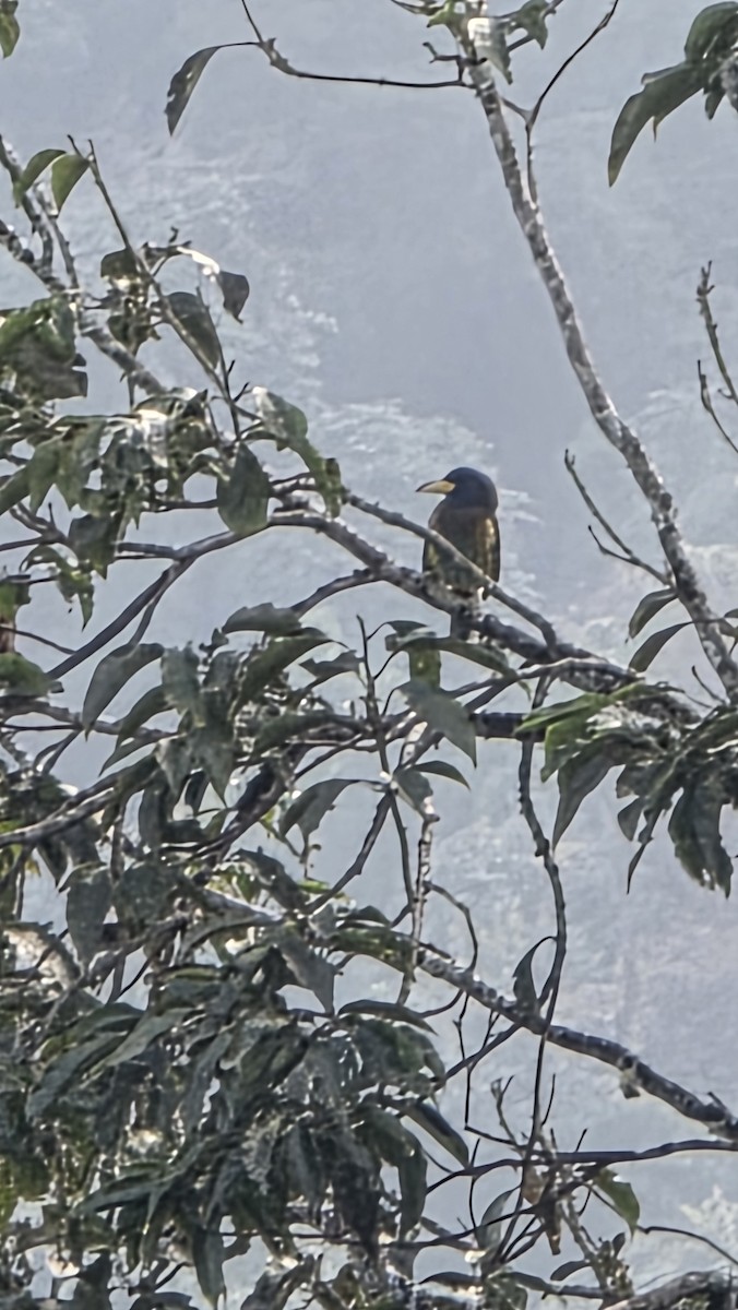 Great Barbet - ML647669941