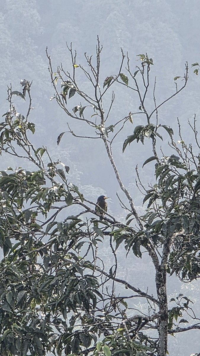 Great Barbet - ML647669942