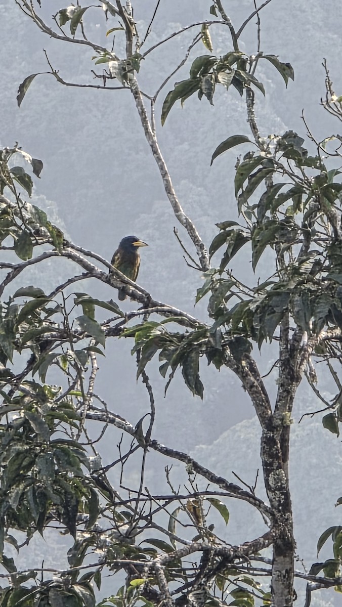 Great Barbet - ML647669943