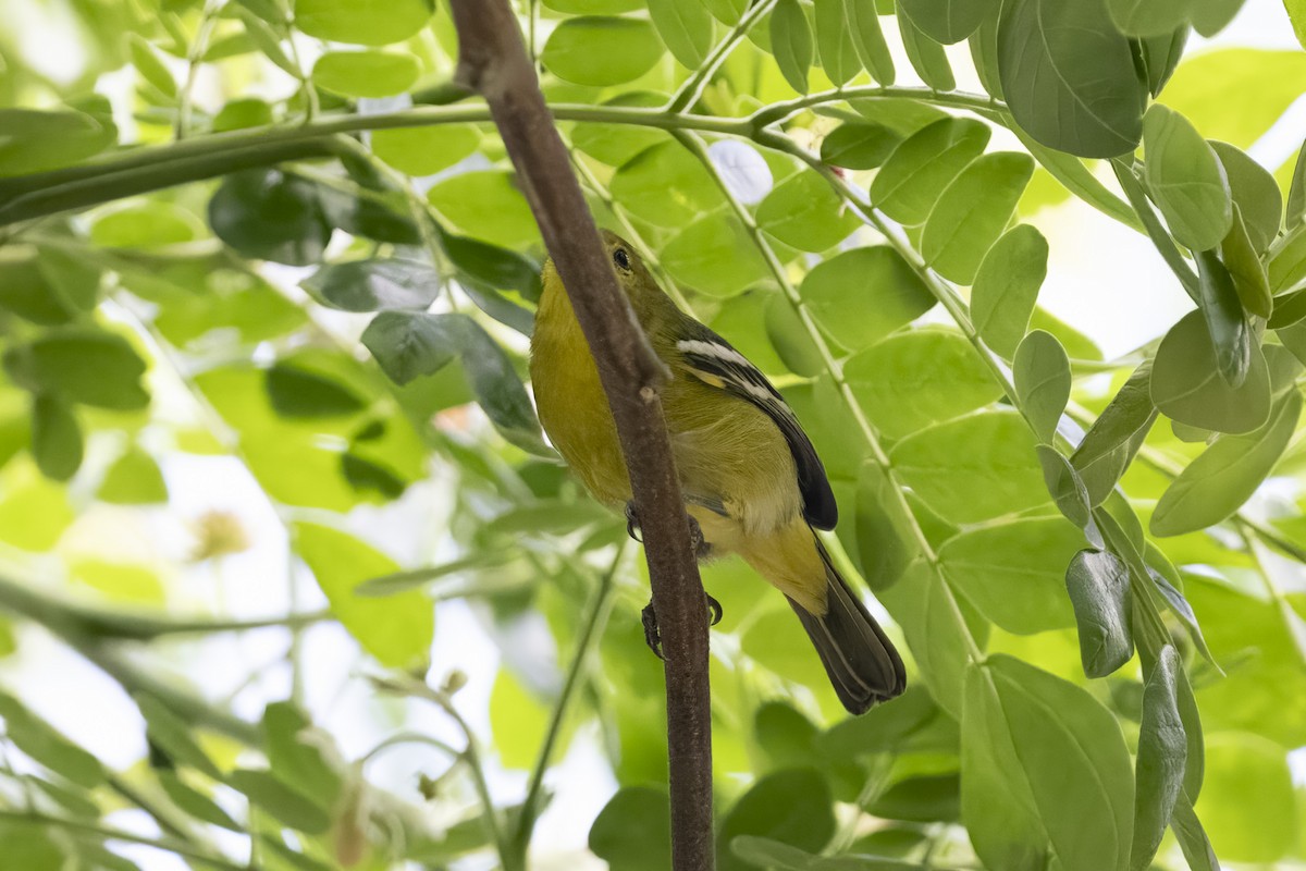 Common Iora - ML647669967