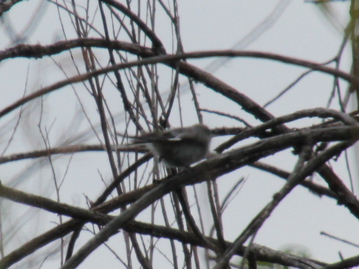 Blue-gray Gnatcatcher - ML647669985