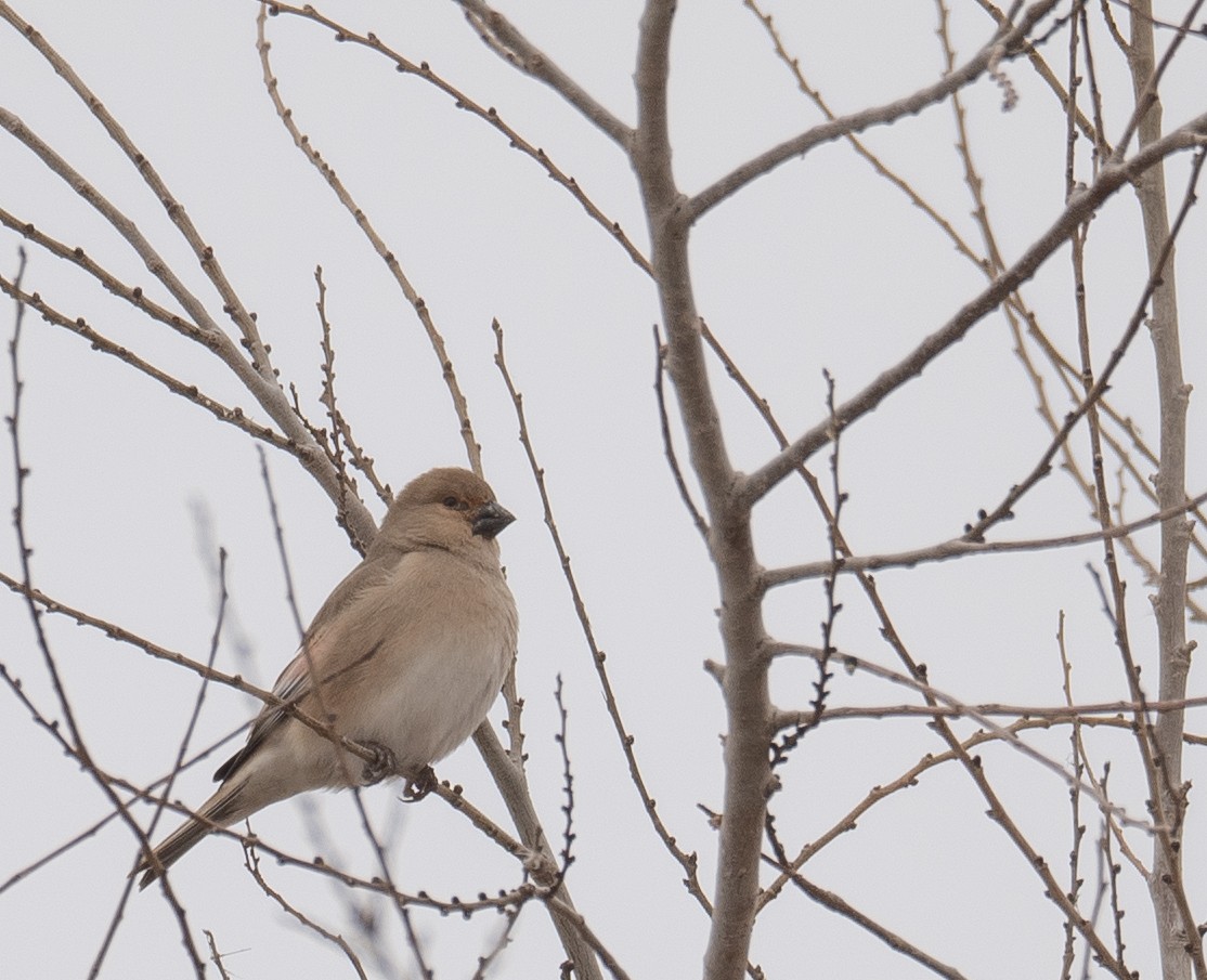 Буланый вьюрок - ML647669993