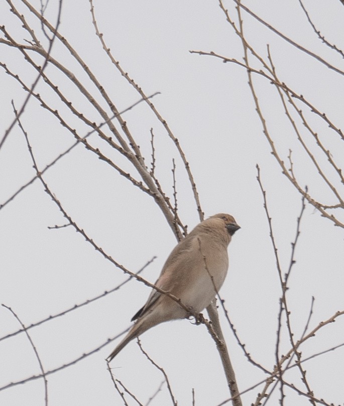 Буланый вьюрок - ML647669994