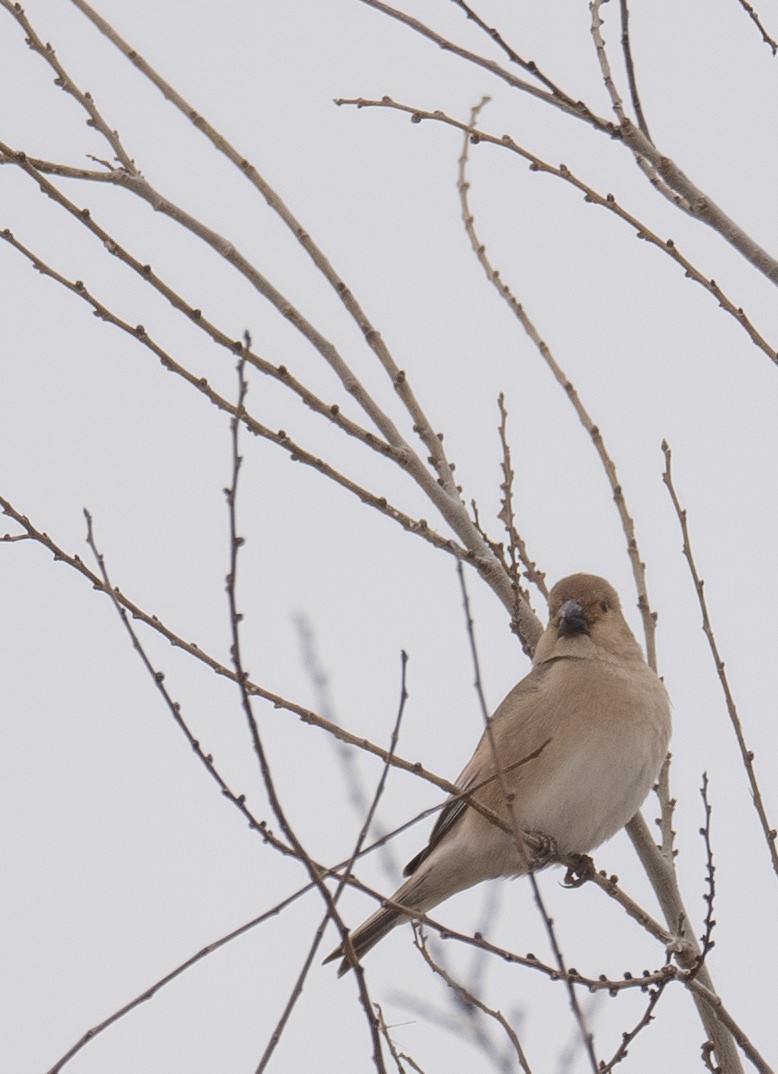 Буланый вьюрок - ML647669995