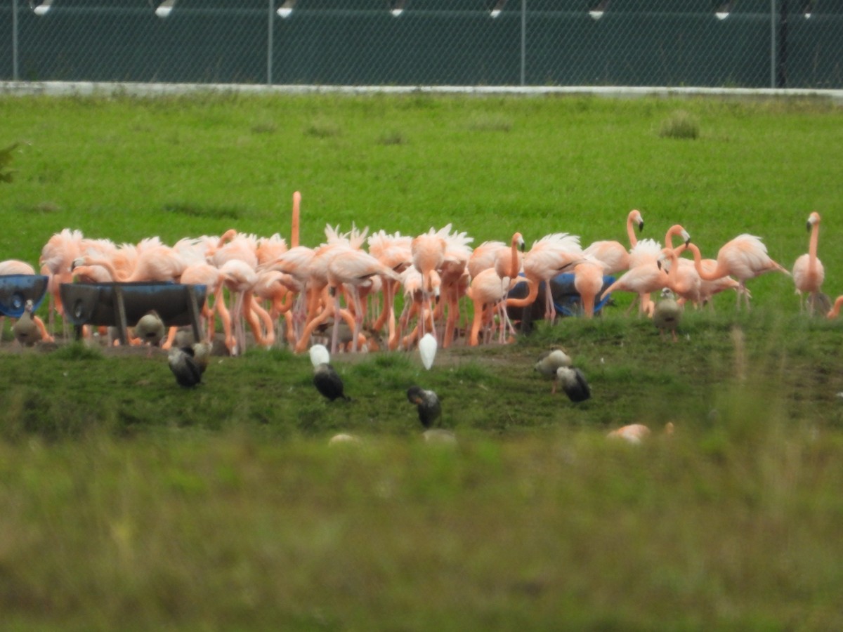 Double-crested Cormorant - ML647670000