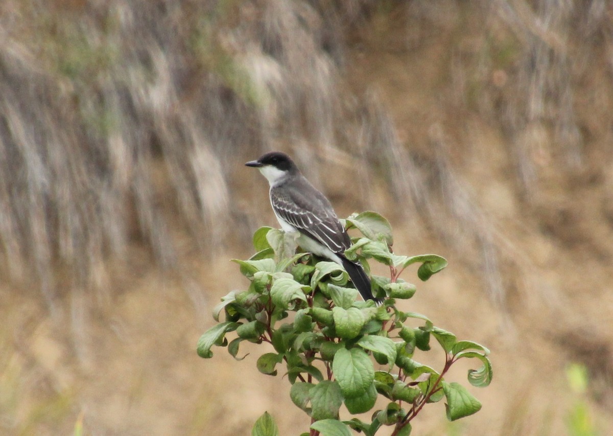 Tirano Oriental - ML647670003