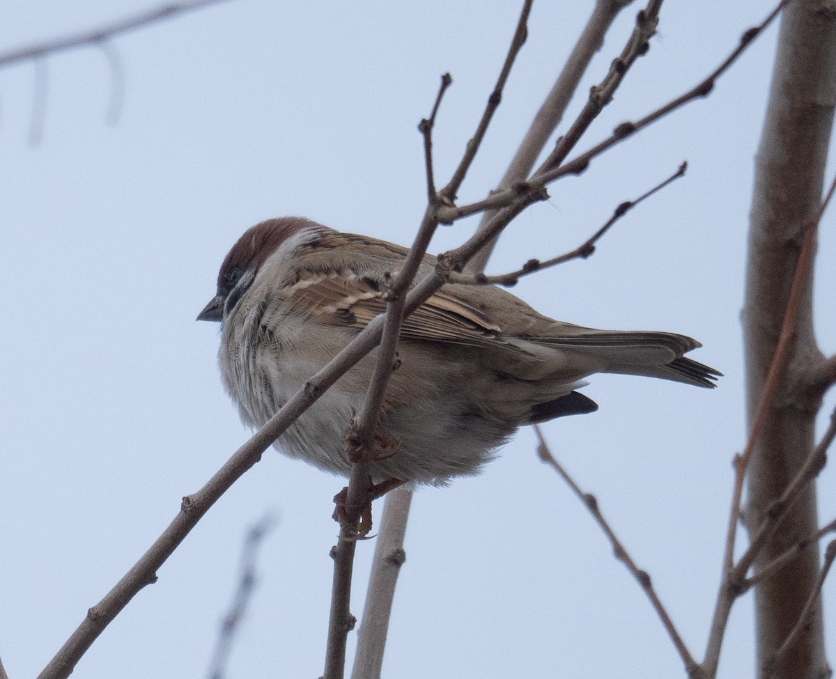 Gorrión Molinero - ML647670031