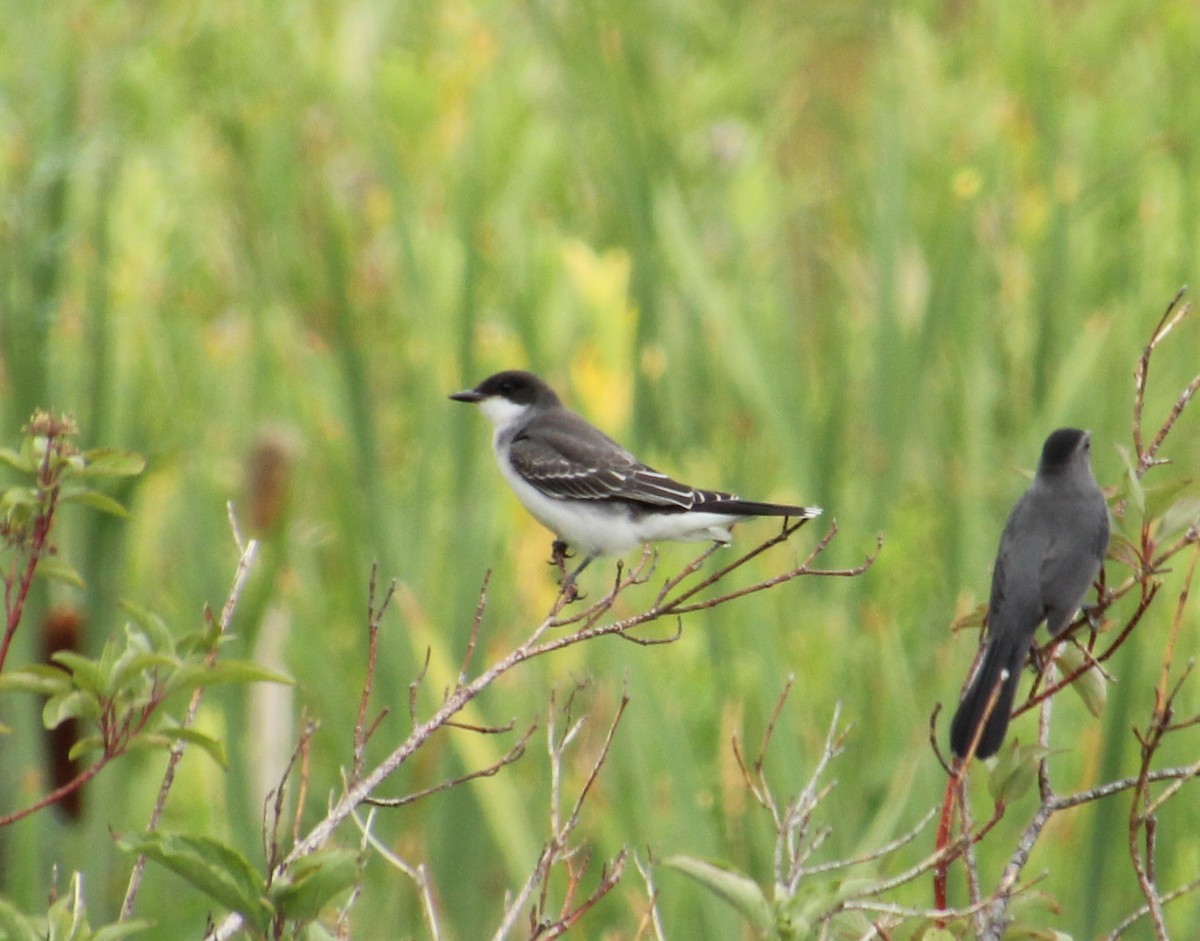 Tirano Oriental - ML647670032