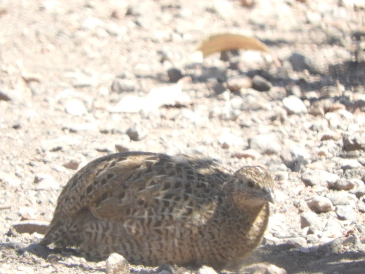 Brown Quail - ML647670040