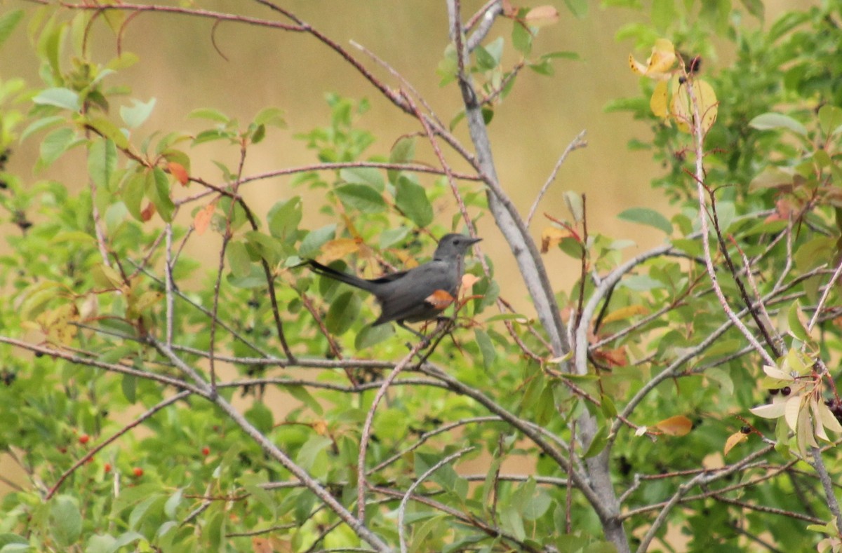 Gray Catbird - ML647670078