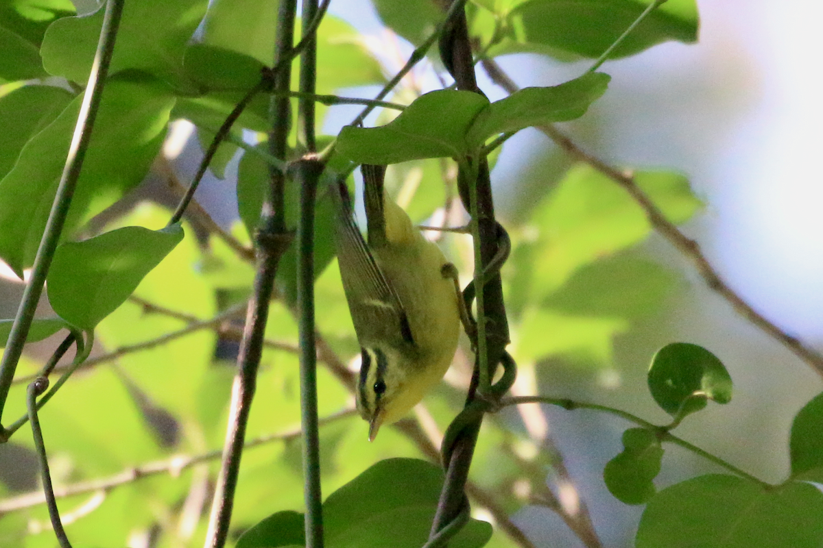 Желтогрудая пеночка - ML647670080