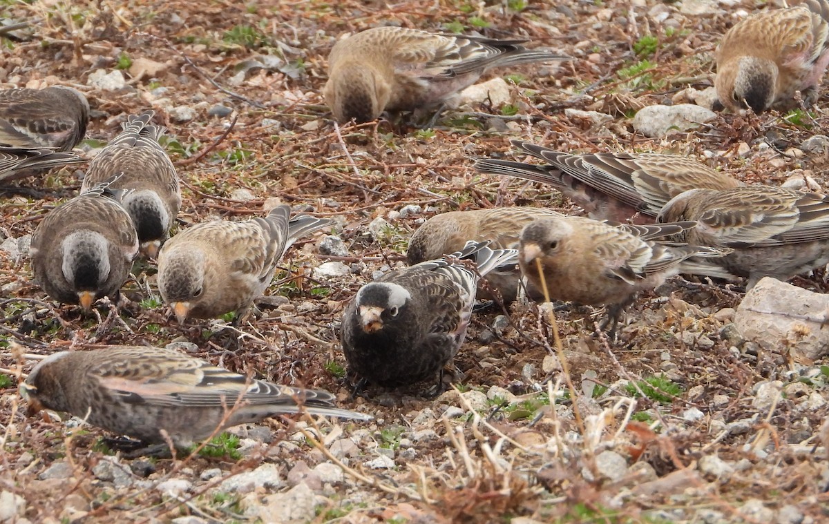 Black Rosy-Finch - ML647670094
