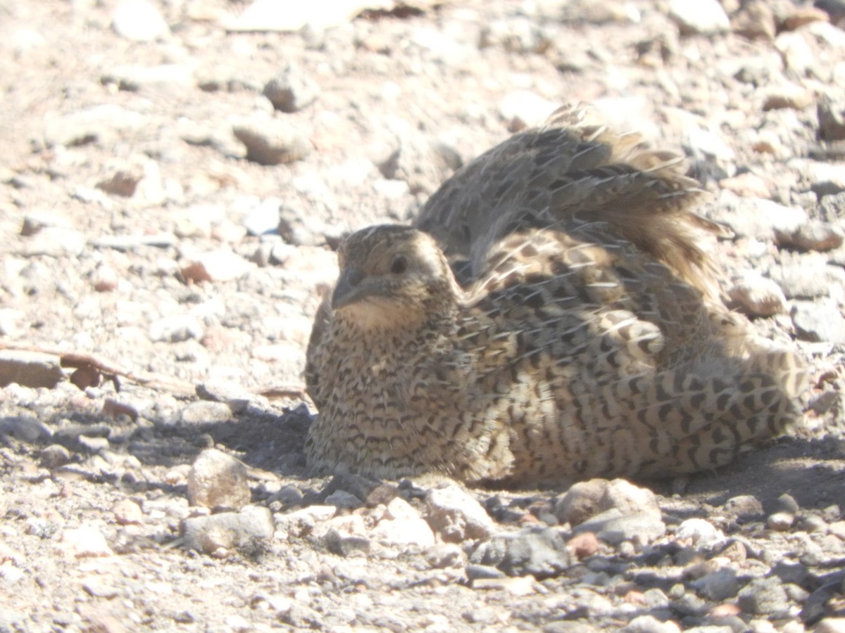 Brown Quail - ML647670096