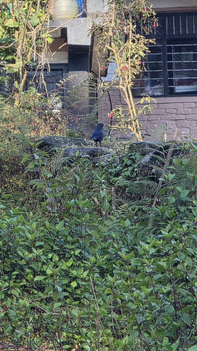 Синяя птица - ML647670098