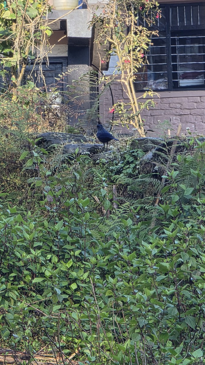 Синяя птица - ML647670099