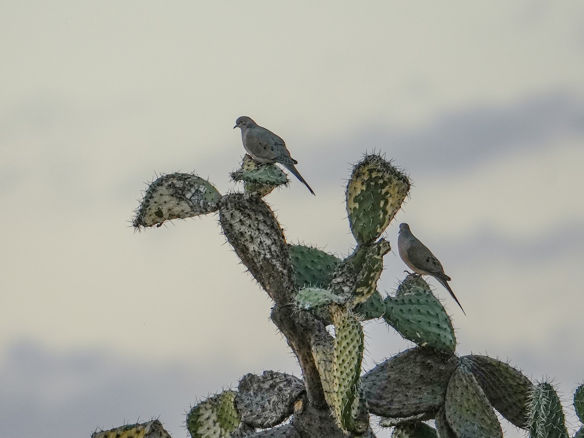 Плачущая горлица - ML647670106