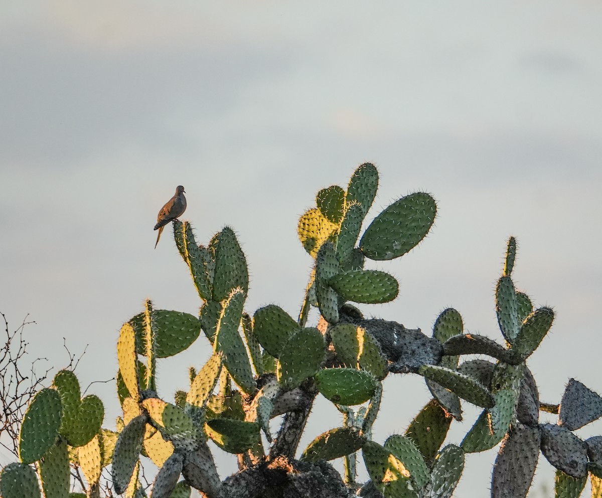 Плачущая горлица - ML647670107