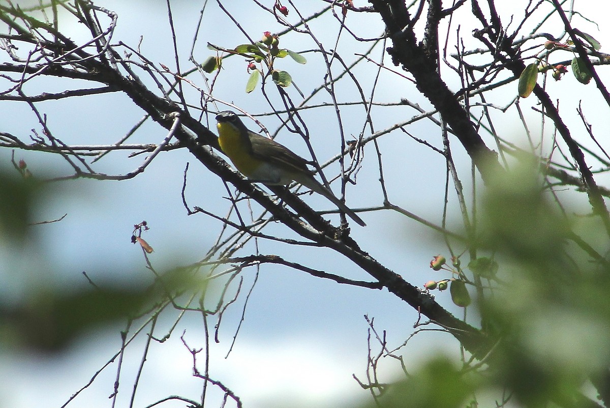 Yellow-breasted Chat - ML64767011