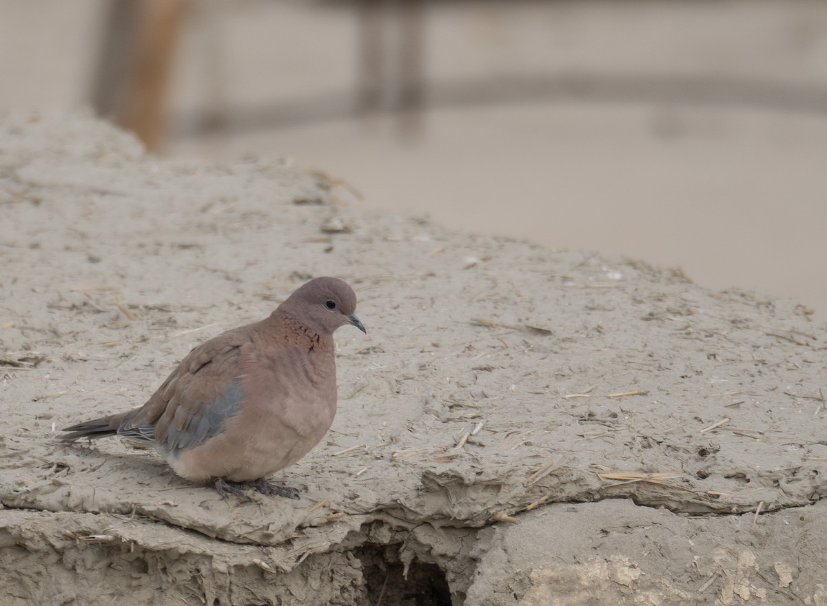 Малая горлица - ML647670115