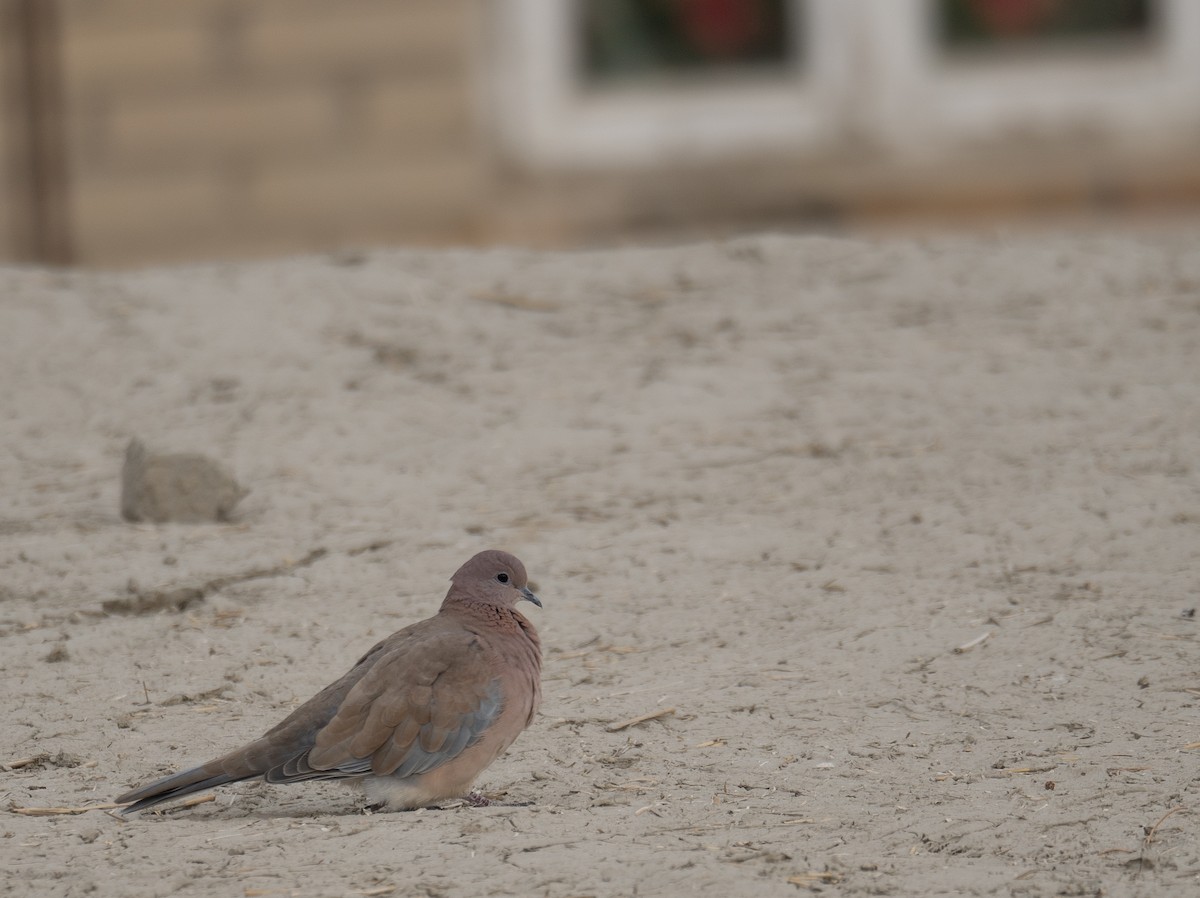 Малая горлица - ML647670116