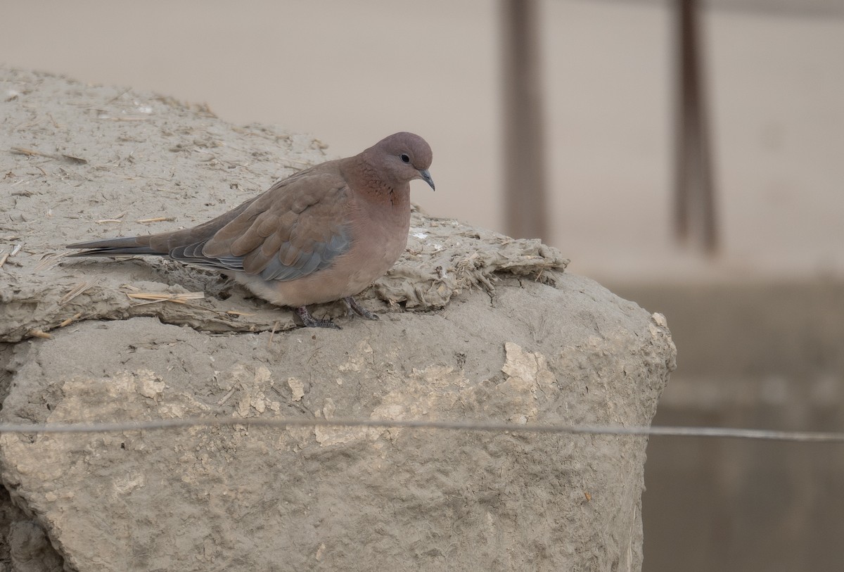 Малая горлица - ML647670117