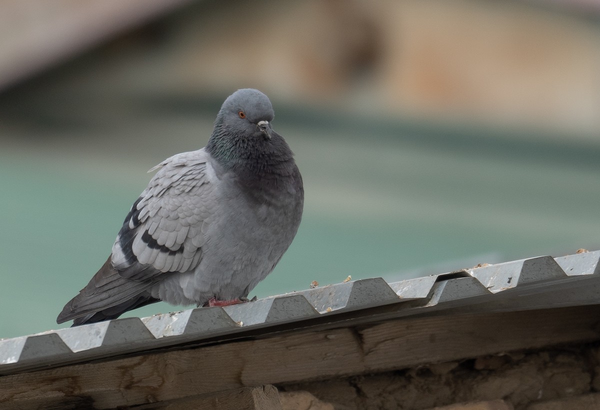 Сизый голубь (Одомашненного типа) - ML647670119
