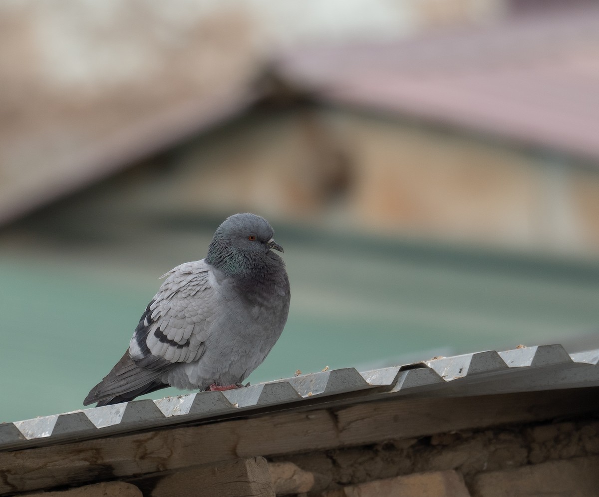 Сизый голубь (Одомашненного типа) - ML647670120